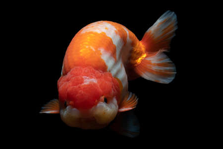 Gold Fish , pet in culture asian  japan and china ,for lucky in traditionalの写真素材