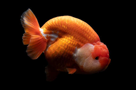 Gold Fish , pet in culture asian  japan and china ,for lucky in traditionalの写真素材