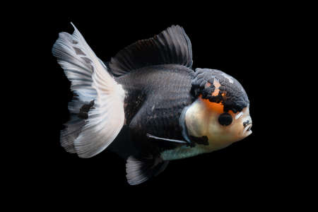 Gold Fish , pet in culture asian  japan and china ,for lucky in traditionalの写真素材