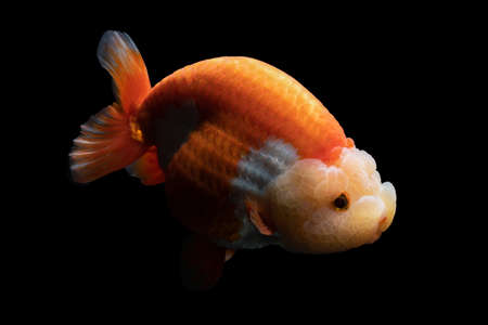 Gold Fish , pet in culture asian  japan and china ,for lucky in traditionalの写真素材