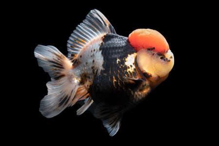Gold Fish , pet in culture asian  japan and china ,for lucky in traditionalの写真素材