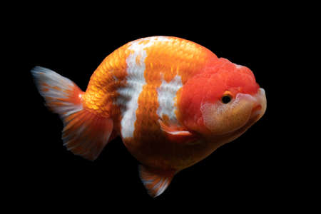 Gold Fish , pet in culture asian  japan and china ,for lucky in traditionalの写真素材