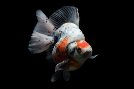 Gold Fish , pet in culture asian  japan and china ,for lucky in traditionalの写真素材
