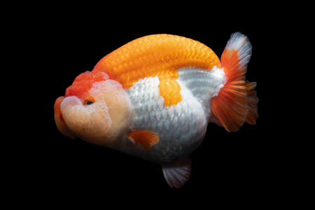 Gold Fish , pet in culture asian  japan and china ,for lucky in traditionalの写真素材