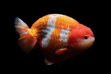 Gold Fish , pet in culture asian  japan and china ,for lucky in traditionalの写真素材