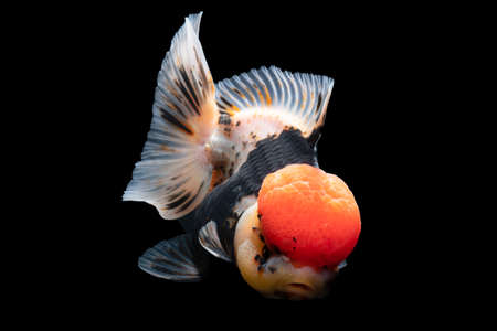 Gold Fish , pet in culture asian  japan and china ,for lucky in traditionalの写真素材