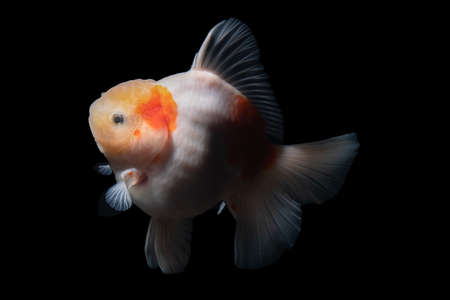 Gold Fish , pet in culture asian  japan and china ,for lucky in traditionalの写真素材