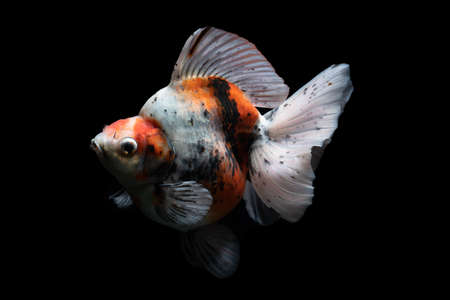 Gold Fish , pet in culture asian  japan and china ,for lucky in traditionalの写真素材