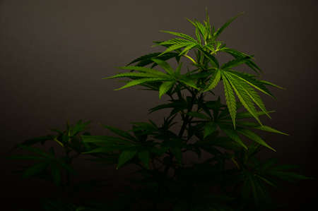 Photograph of cannabis ,indica or sativa ,use for medical and healthy ,useful for migraine and depressionの写真素材