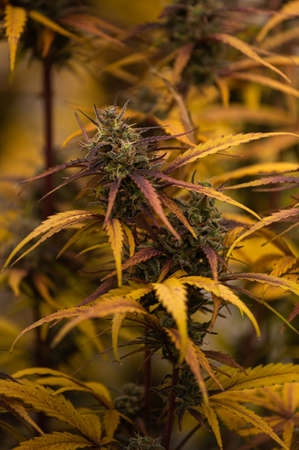 Photograph of cannabis ,indica or sativa ,use for medical and healthy ,useful for migraine and depressionの写真素材