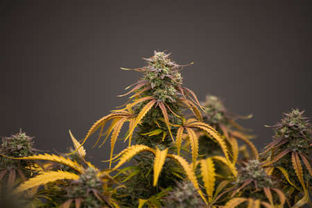 Photograph of cannabis ,indica or sativa ,use for medical and healthy ,useful for migraine and depressionの写真素材