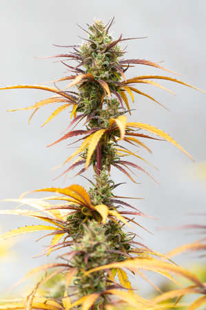 Photograph of cannabis ,indica or sativa ,use for medical and healthy ,useful for migraine and depressionの写真素材