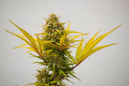 Photograph of cannabis ,indica or sativa ,use for medical and healthy ,useful for migraine and depressionの写真素材