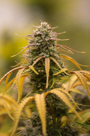 Photograph of cannabis ,indica or sativa ,use for medical and healthy ,useful for migraine and depressionの写真素材