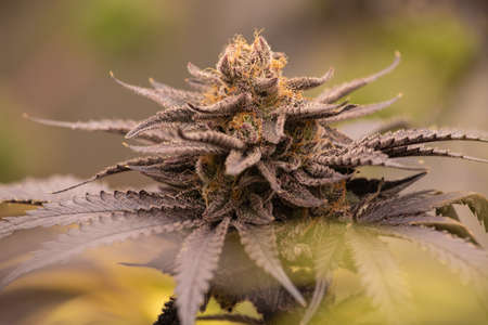 Photograph of cannabis ,indica or sativa ,use for medical and healthy ,useful for migraine and depressionの写真素材