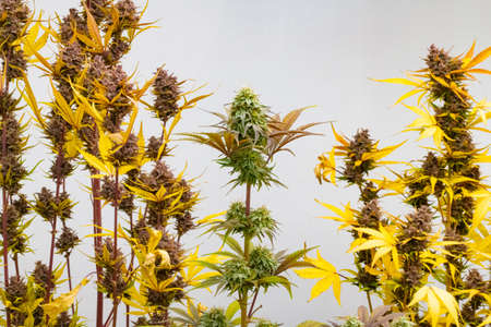 Photograph of cannabis ,indica or sativa ,use for medical and healthy ,useful for migraine and depressionの写真素材