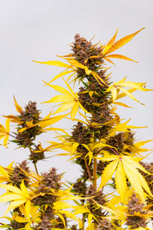 Photograph of cannabis ,indica or sativa ,use for medical and healthy ,useful for migraine and depressionの写真素材