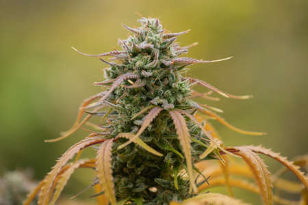 Photograph of cannabis ,indica or sativa ,use for medical and healthy ,useful for migraine and depressionの写真素材