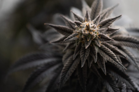Photograph of cannabis ,indica or sativa ,use for medical and healthy ,useful for migraine and...