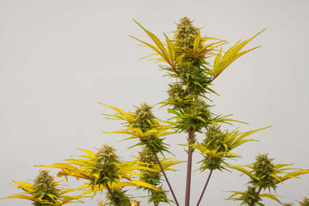 Photograph of cannabis ,indica or sativa ,use for medical and healthy ,useful for migraine and depressionの写真素材