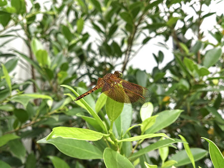 Dragonfly hang on leave in the nature.の写真素材