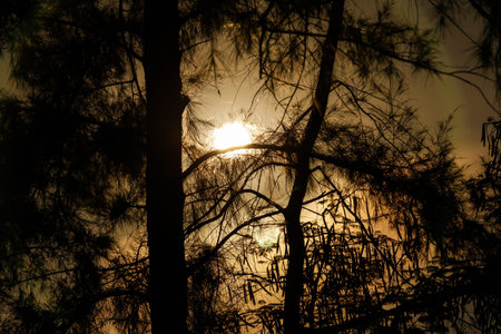 Silhouette birch tree branches over sky with moonlight