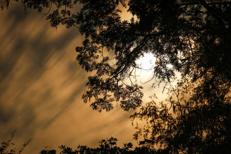 Silhouette birch tree branches over sky with moonlightの写真素材