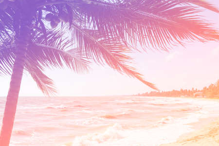 Palm tree in the beach with the sweet colour toneの写真素材