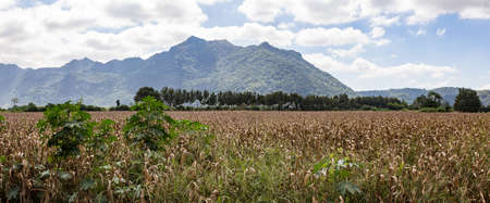 Old corn field in front of mountain.の写真素材