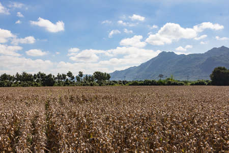 Old corn field in front of mountain.の写真素材