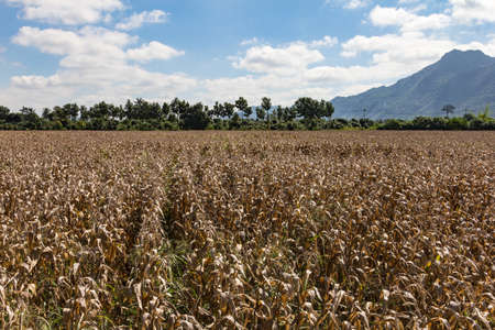 Old corn field in front of mountain.の写真素材