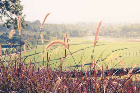 The grass flower with the tea plantation backgroundの写真素材