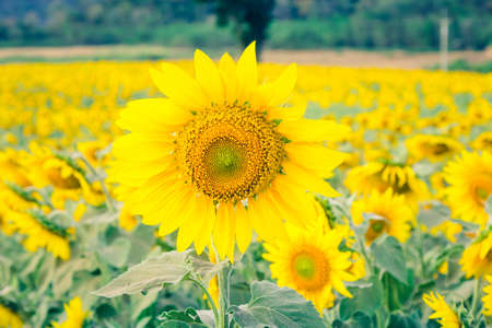 Beautiful landscape with sunflower fieldの写真素材