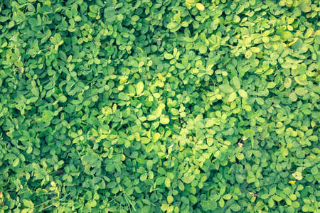 Green plants and grass on the floor, outdoor backgroundの写真素材