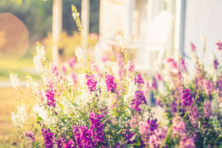 The beautiful flower garden wiith warm sunlight in the morning.の写真素材