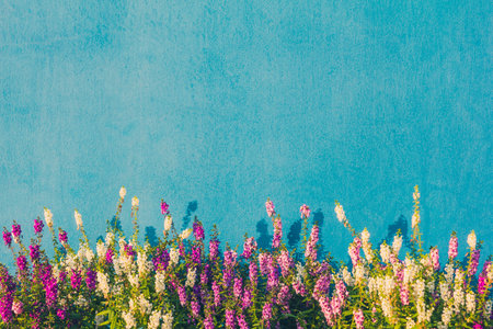 Beautiful flower garden in front of the blue wall with warm sunlight in the morning.