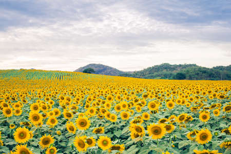 Beautiful landscape with sunflower field over cloudy blue skyの写真素材