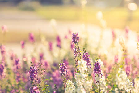 The beautiful flower garden wiith warm sunlight in the morning.の写真素材