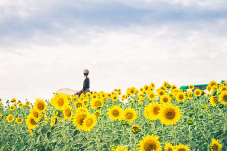 Beautiful landscape with sunflower field over cloudy blue skyの写真素材