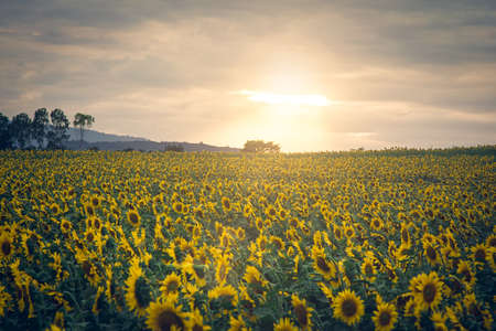 Beautiful landscape with sunflower fieldの写真素材