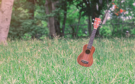 The levitation ukulele in the air near tree in the meadowの写真素材