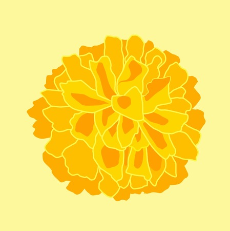 Marigold isolated on yellow illustration.のイラスト素材