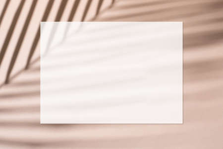 White invitation card with coconut leaf shadowの写真素材