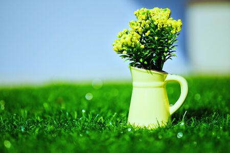 flower in potの写真素材