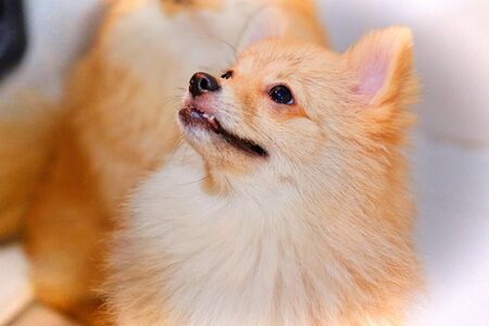 Pomeranian Dog is waiting somethingの写真素材
