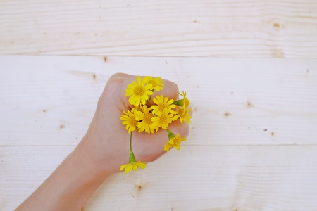 Yellow Daisies Flowers in hand on the Table woodの写真素材