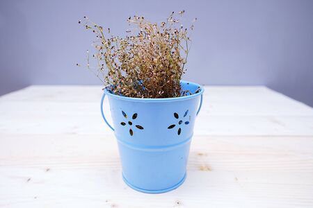 Dry baby's breath flower in a blue pot on a wooden tableの写真素材