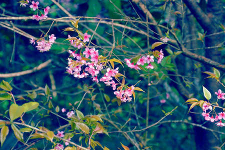 Close Up Beautiful Wild Himalayan Cherry blossom in north of Thailandの写真素材