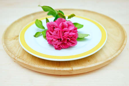 Chubby Pink Rose Flower on Double Dishesの写真素材