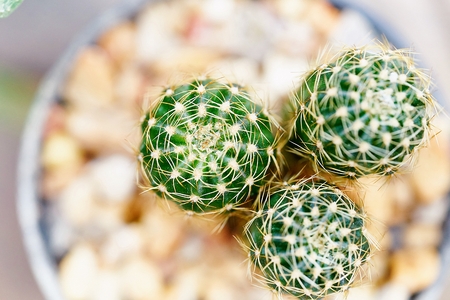 top view, Close up of shaped cactus with long thorns on blur backgroundの写真素材
